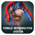 Logo of Female Reproduction system 3D android Application 